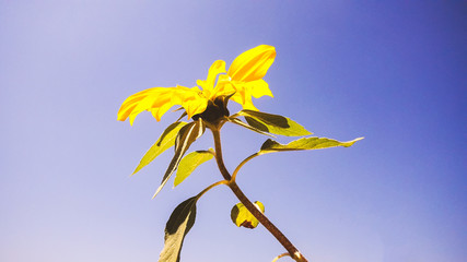 yellow flower on blue background
