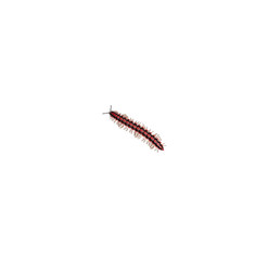 Black and red Orthomorpha Enghoffi Southeast Asian Millipede on an isolated white background - Thai...