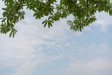 White Cheesewood tree leaves hanging down from above in front of a blue cloudy sky with copy space - Green Alstonia Scholaris tree leaf and branches over hanging a blue sky with white clouds