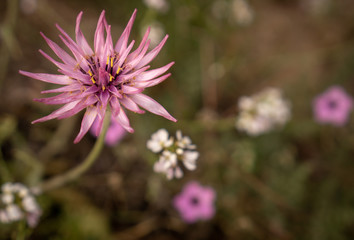 Obraz premium flower in garden