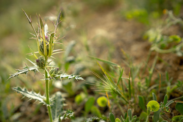 A wild flower with thorns