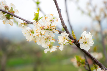 Pear tree in bloom, Slovenia, spring, early in the morning