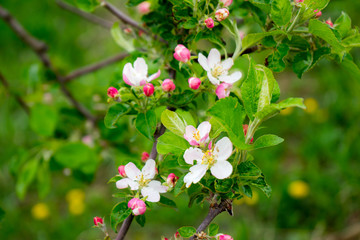 Apple tree in bloom, Slovenia, spring, early in the morning