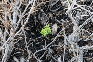 A single live plant in the garden surrounded by dead plants