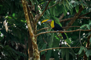 Toucan