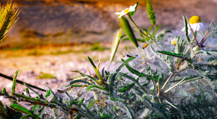 caterpillar web with miniature flowers