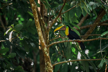 Toucan