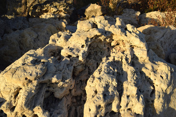 lichen on a rock