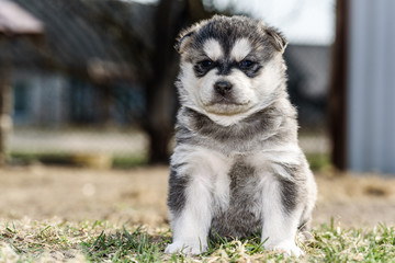 Young husky puppy playing on the grass.