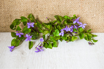 violets on wooden background