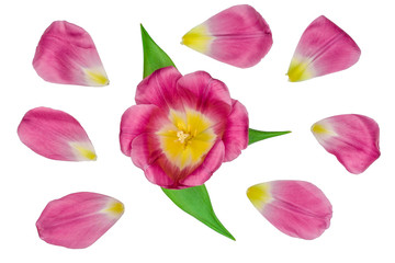 Tulips isolated on white background, top view