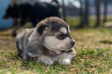 Young husky puppy playing on the grass.
