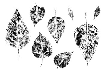 Naklejka premium Prints of leaves of lilac, prints ink. Graphic elements drawn with ink. Black-and-white graphics for design. Set of hand drawn design elements. Collection of black ink abstract textures.