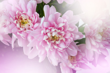 Fototapeta na wymiar Pink chrysanthemum; asters flower. Nature background.