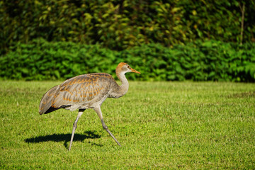 Sandhill crane is species crane of North America