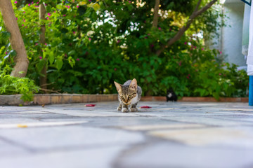 hungry cat in the backyard garden