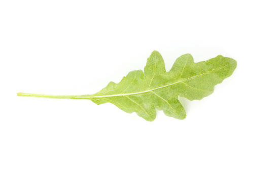 Green arugula leaf isolated on white background