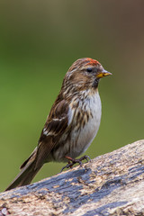 lesser redpoll  (Acanthis cabaret)