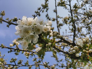 Cherry flowers