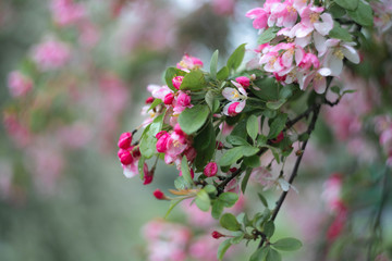 cherry tree with pink flowers