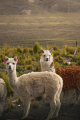 Llamas in a beautiful landscape of the mountains