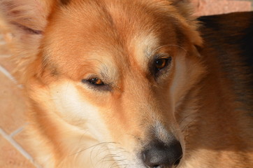 portrait of a dog deep eyes