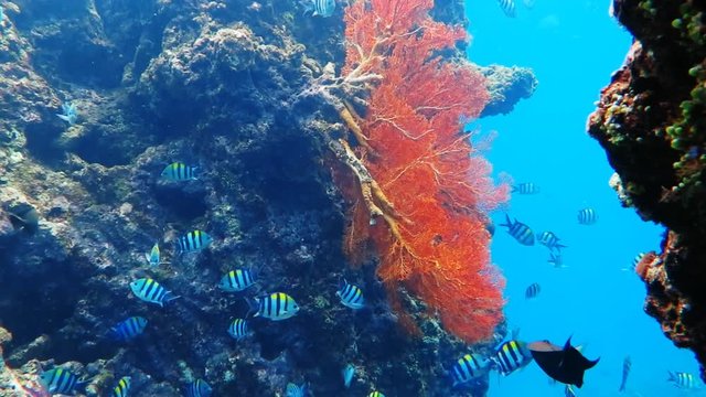 Healthy coral reef with variety of fish and underwater wildlife.