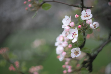 cherry tree with pink flowers
