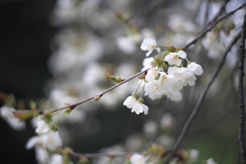 blooming apple tree in spring