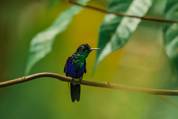 Colibri