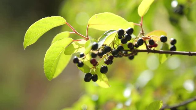Maqui berry hanging from tree