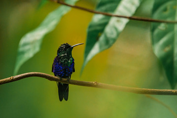 Colibri