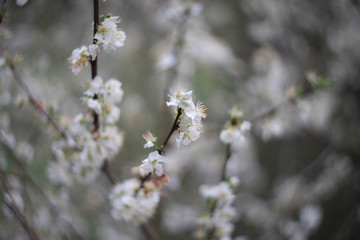 blooming apple tree in spring