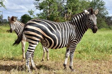 Fototapeta na wymiar cute young zebra,Kruger,South Africa