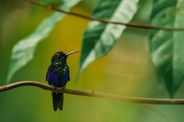 Colibri