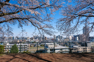 Fototapeta na wymiar 聖蹟桜ヶ丘 いろは坂桜公園と街並み 春