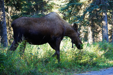Moose in wild Alaska
