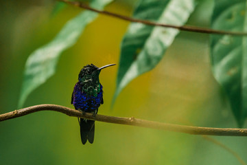 Colibri