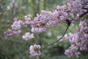 apple tree with pink flowers