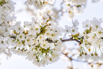 Fototapeta premium Kirschblüte