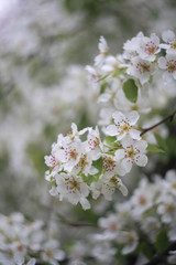 blooming cherry tree in spring