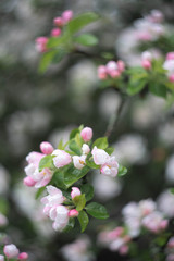 apple tree with pink flowers