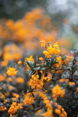 flowers of acacia in the garden