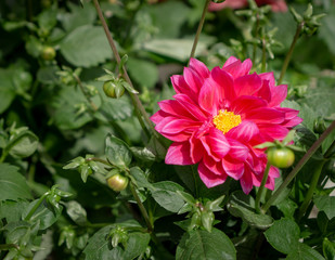 Obraz na płótnie Canvas red flower in the garden