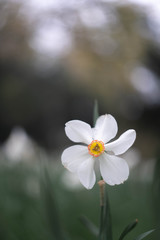 white flower in garden