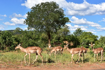 Naklejka premium impala antelopec in african landscape,Kruger,South Africa