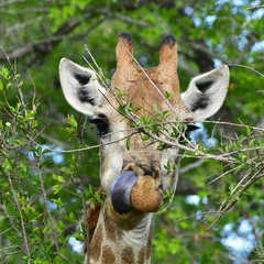 giraffe with its long tongue,Kruger national park,South Afric
