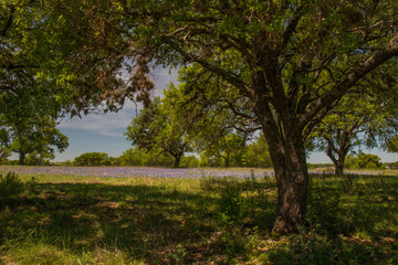 Bluebonnets in a field under a tree with blue sky background