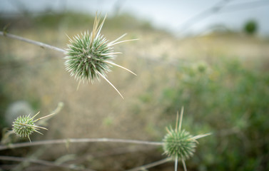 A thorn sphere bush