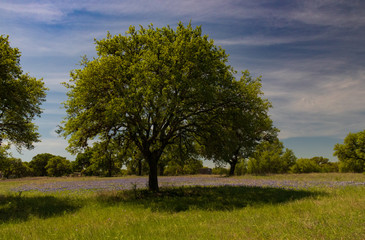 Bluebonnets in a field under a tree with blue sky background